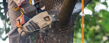 Best Tree Health Inspection  in Little Walnut Village, NM