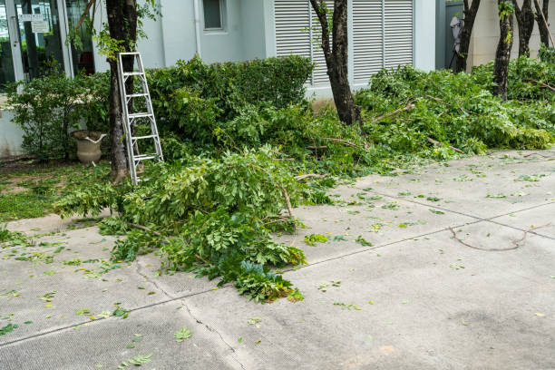 Lawn Drainage Solutions in Little Walnut Village, NM