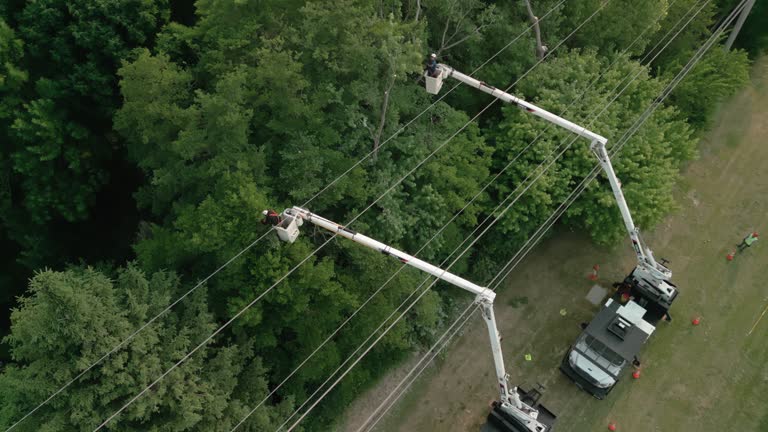 Best Tree Maintenance Programs  in Little Walnut Village, NM
