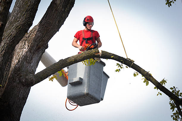 Best Tree Removal  in Little Walnut Village, NM