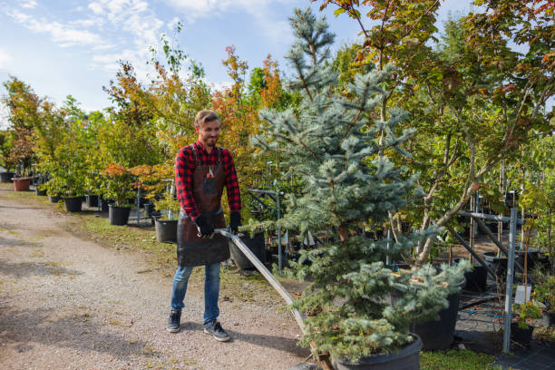 Best Tree Preservation Services  in Little Walnut Village, NM