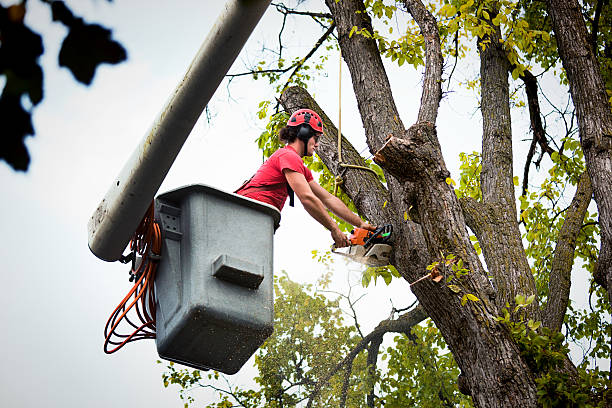 How Our Tree Care Process Works  in  Little Walnut Village, NM